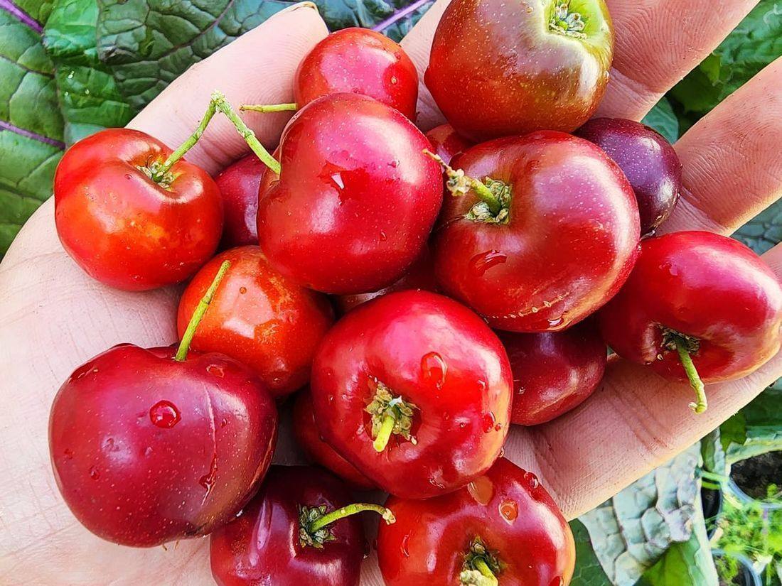 acerola cherries
