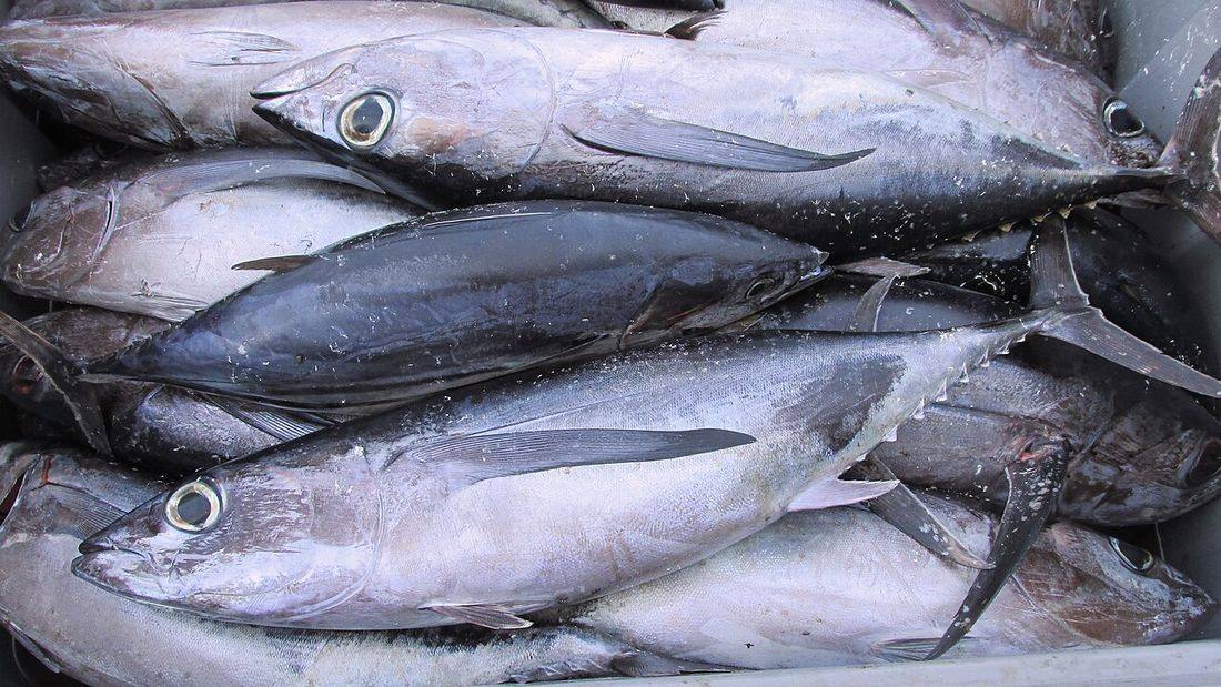Thunnus alalunga Cyprus (Albacore)