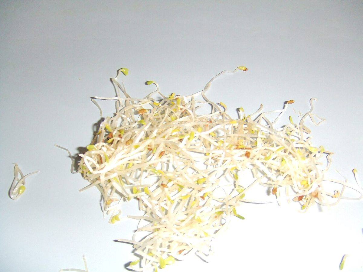 Medicago sativa (alfalfa) (Alfalfa Sprouts)
