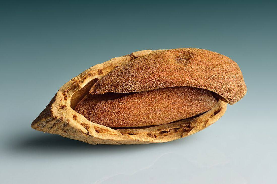 Almond with two kernels (Almonds)