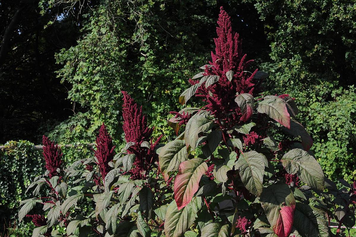 Amaranth Greens — photograph from Wikimedia Commons