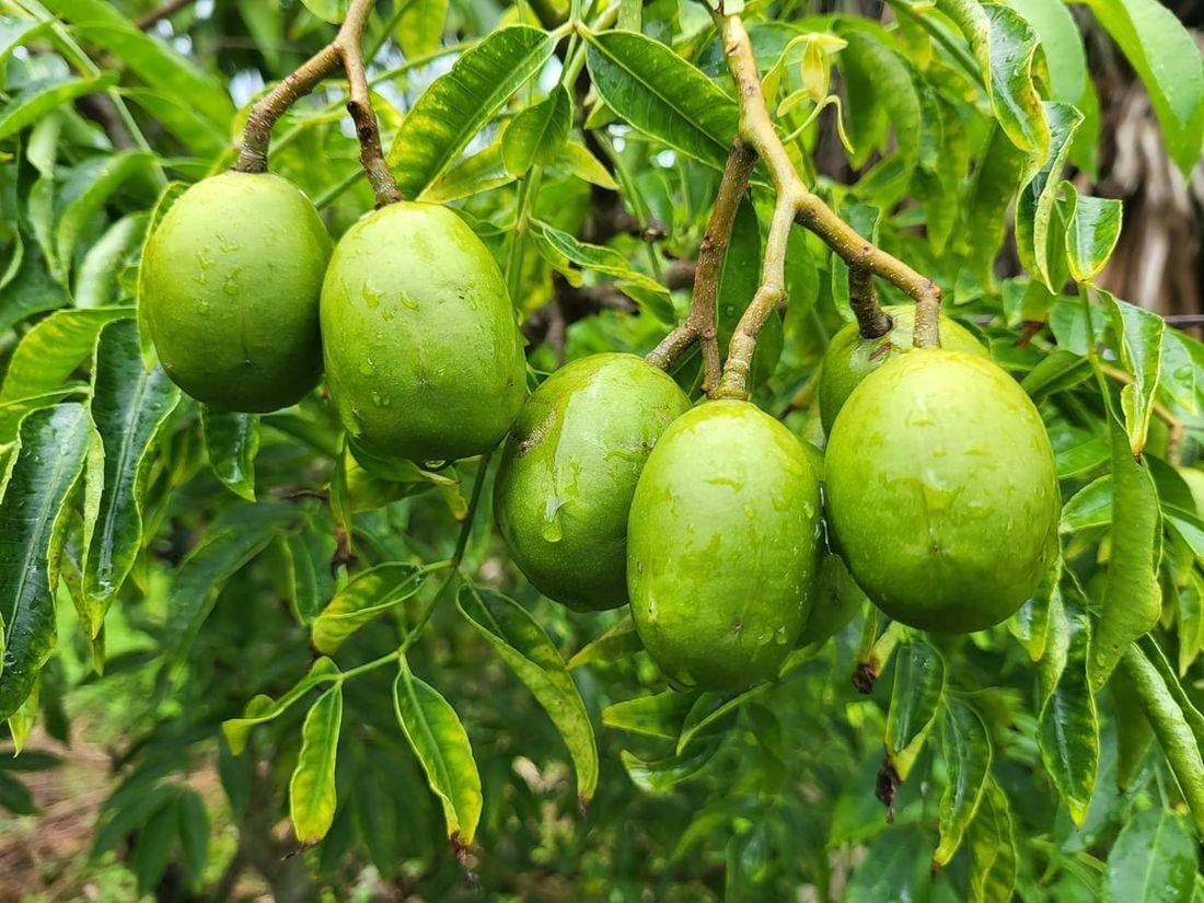 Fresh ambarella