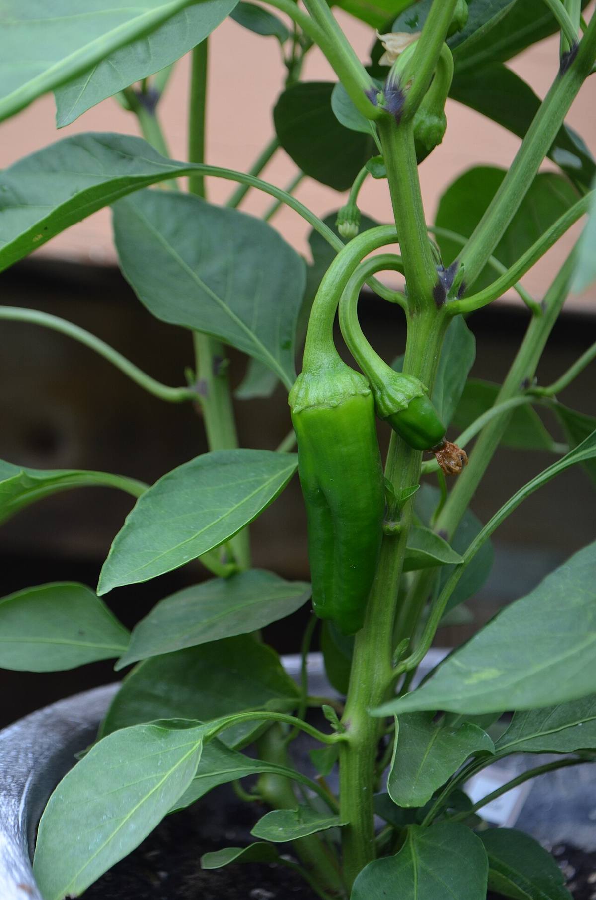Immature Pepper Seeds Closeup 1 (Anaheim Chiles)