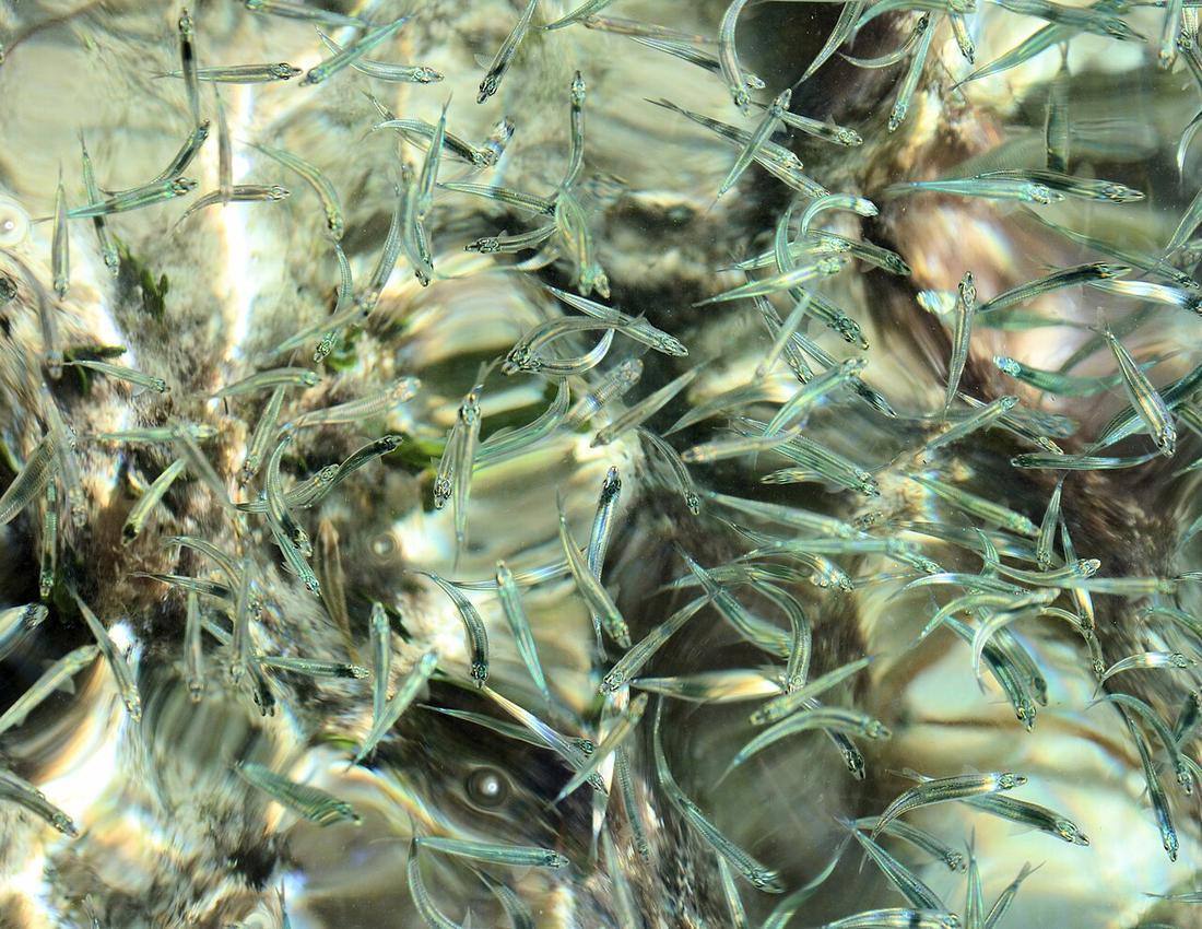Inshore Forage Fish, prob anchovies, Bahamas 0544