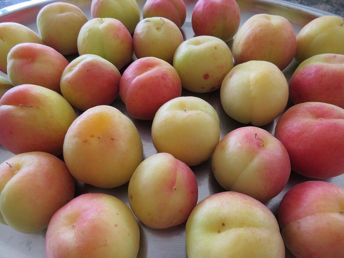 Albaricoques (Prunus armeniaca) (Apricots)