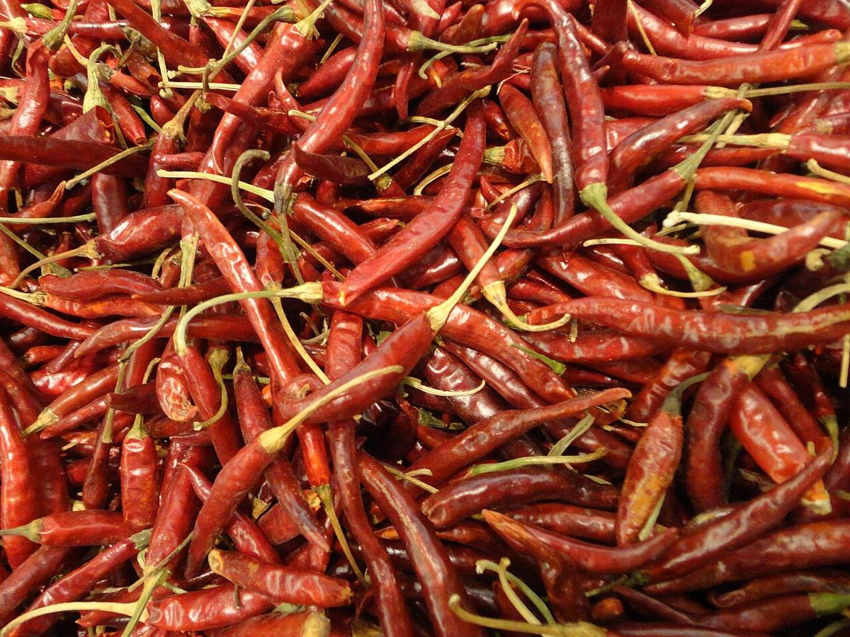 Los Molcajetes - May 7 2024 - Sarah Stierch 02 (Arbol Chiles)