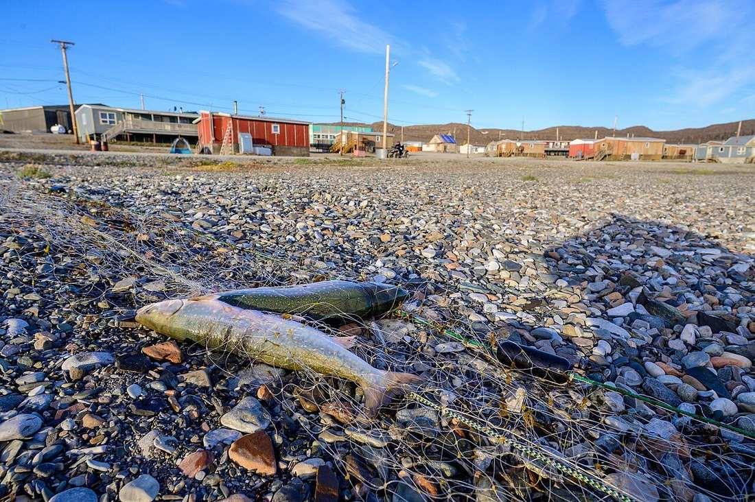 Arctic char in a net on the beach of Ulukhaktok
