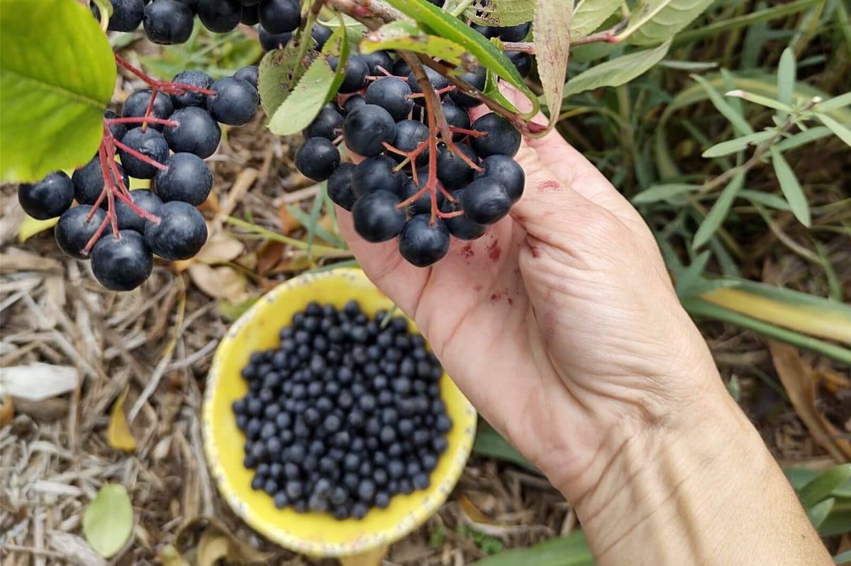 aronia berries