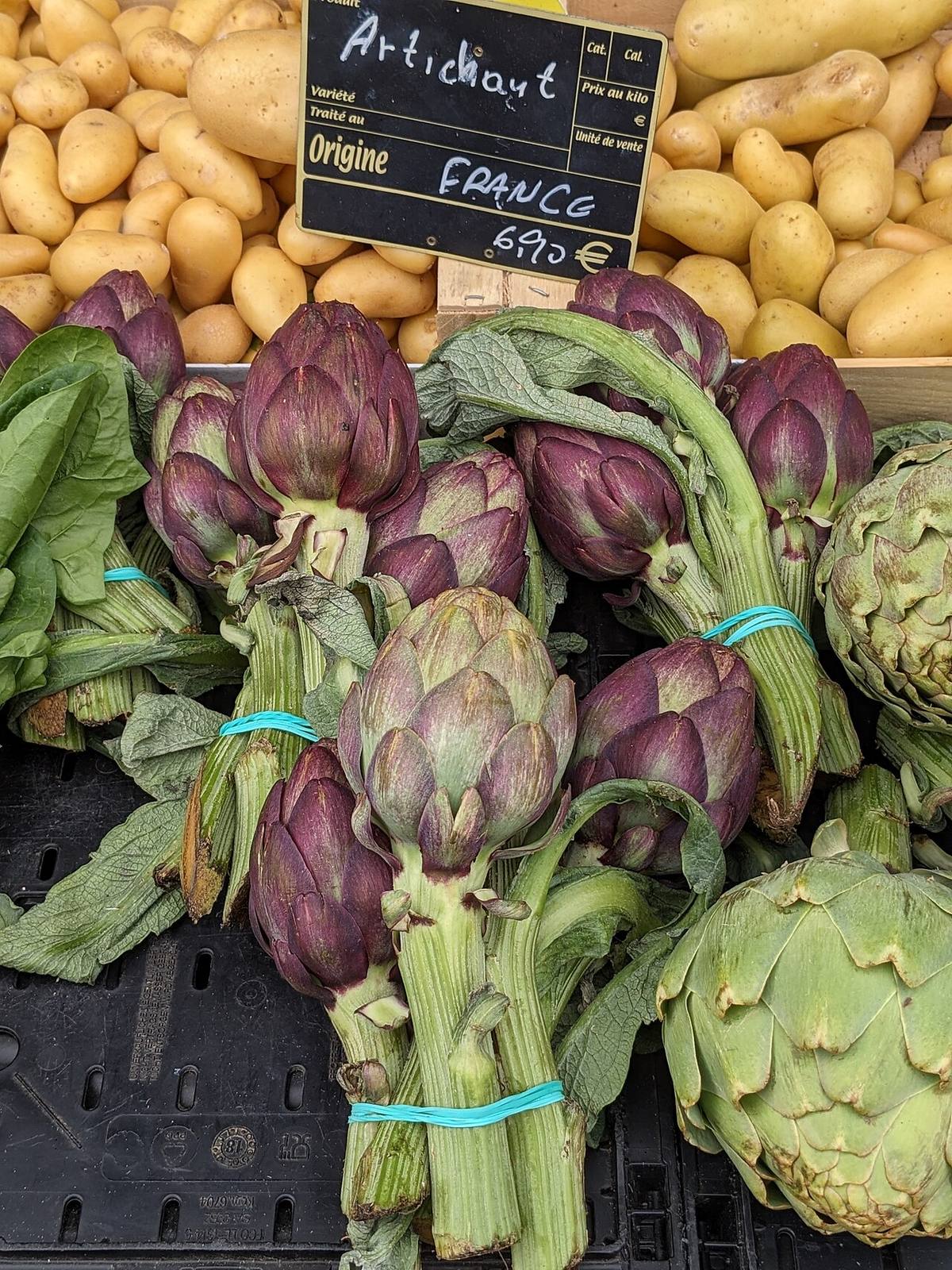 Plantação de alcachofra em São Roque por Rodrigo Tetsuo Argenton 01 (Artichokes)