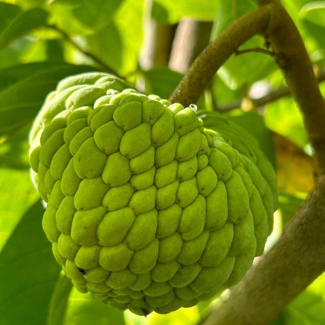 Fresh atemoya