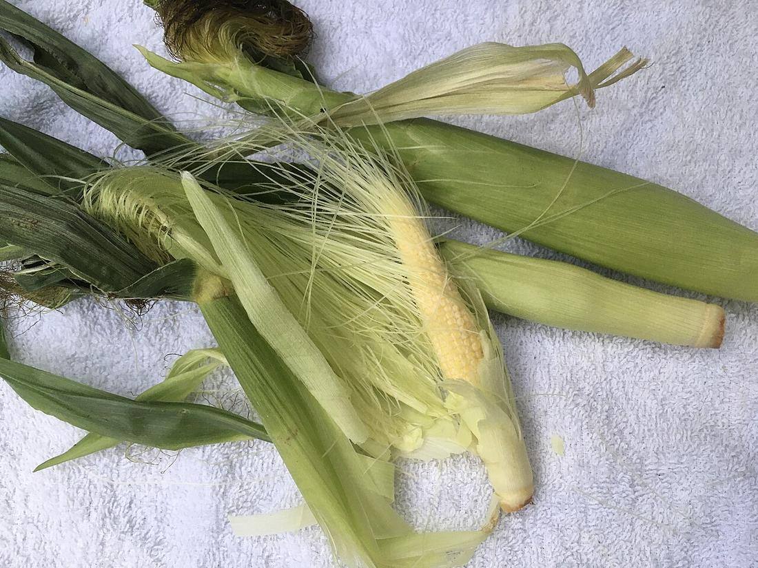 Baby corn still in husks - Tokyo - June 3 2021
