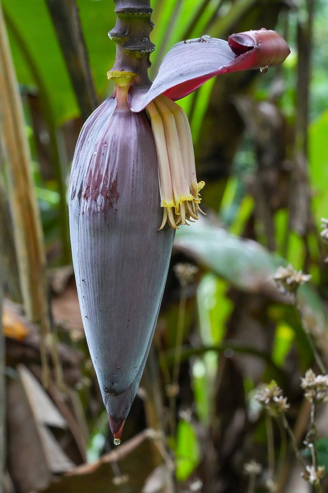 Banana Flower Singnally Coorg Jun24 A7CR 01502