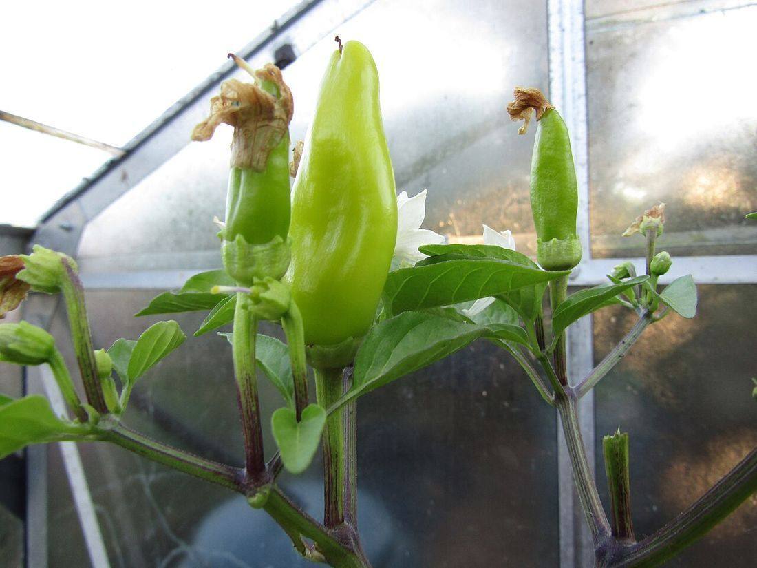 02 Banana (capsicum annuum) chillie pepper, Trimingham, Norfolk (Banana Peppers)