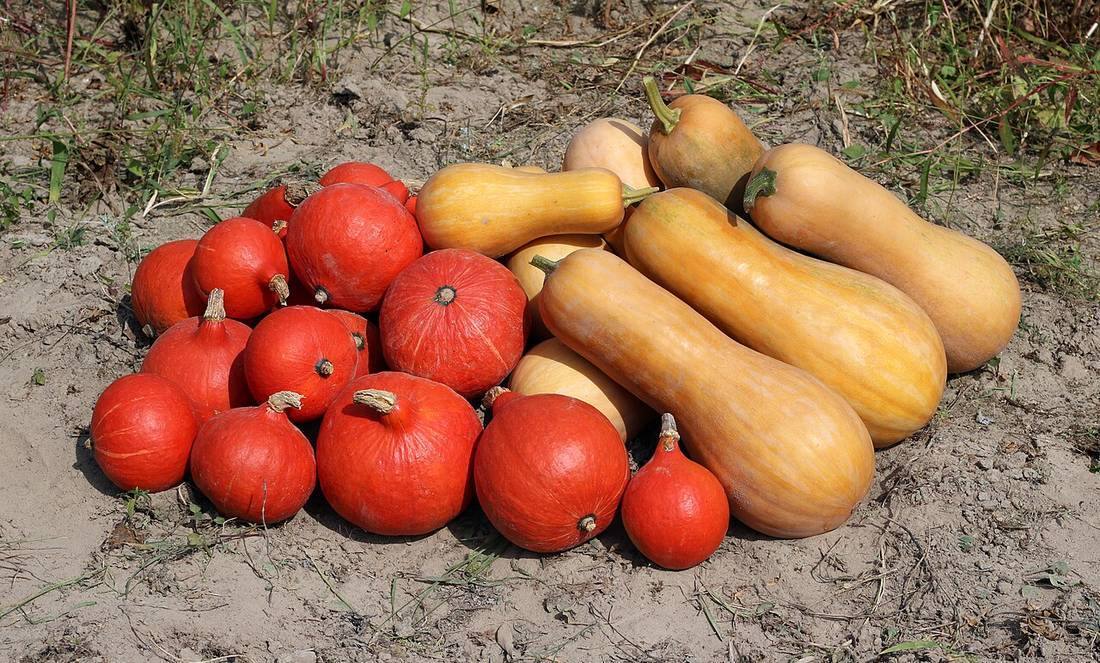 Cucurbita 2018 G1 (Banana Squash)