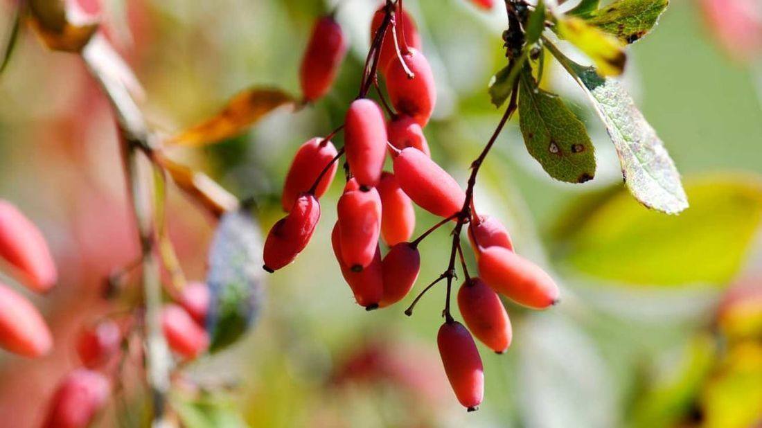 barberries