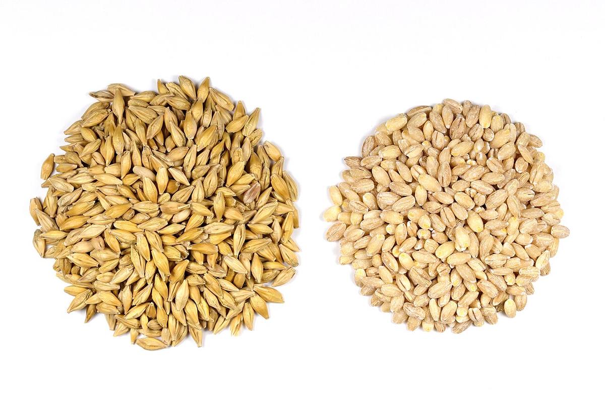 Nottuln, Gladbeck, Grashalm -- 2024 -- 4342 (Barley)
