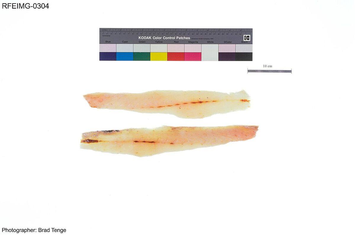 Sphyraena barracuda (RFEIMG-0304) (Barracuda)