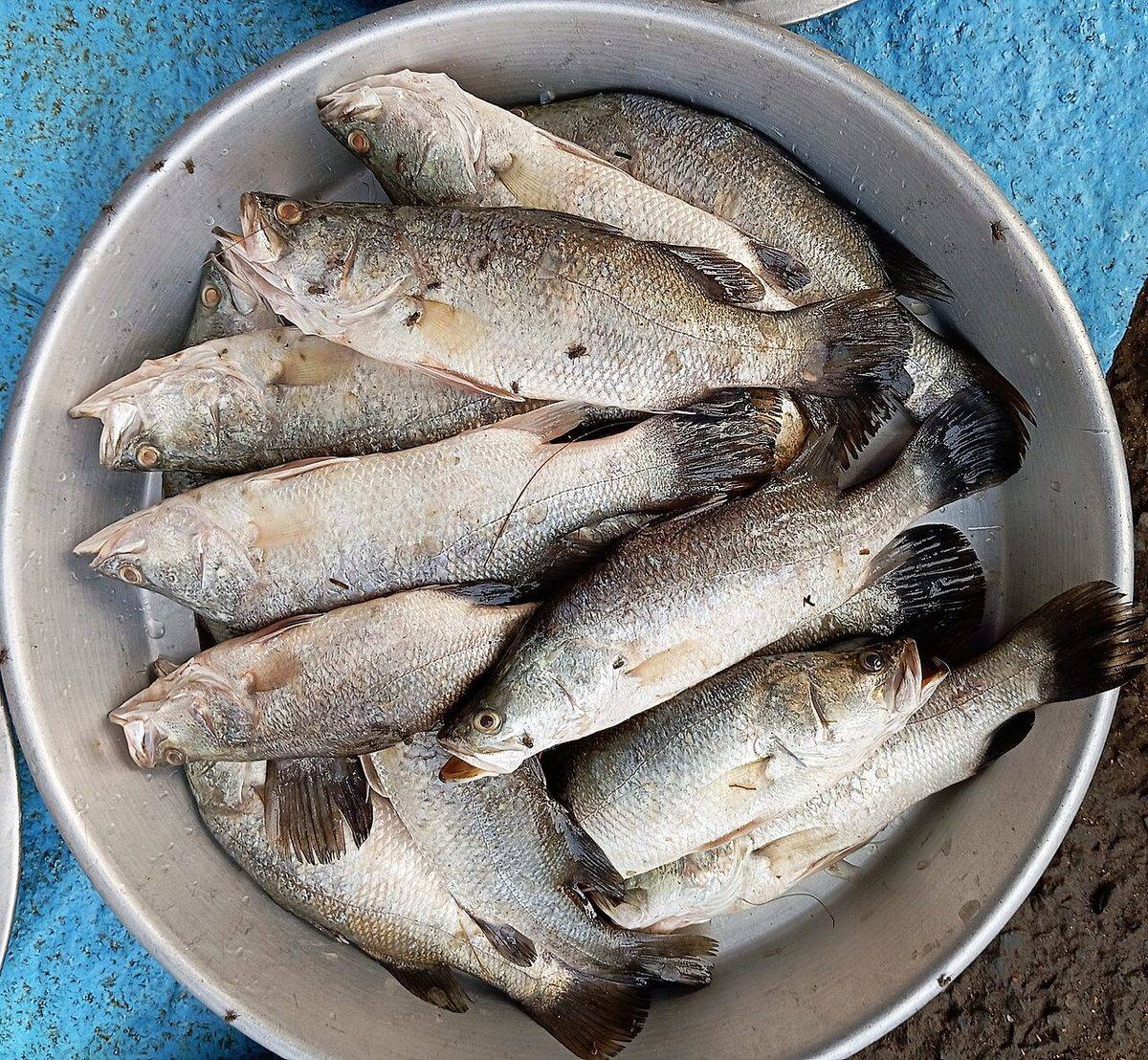 Lates calcarifer (Barramundi) selling 1 (Barramundi)