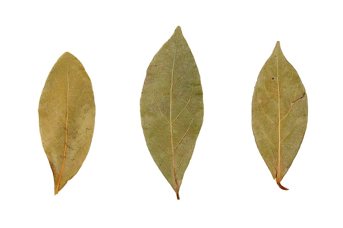Pyrus pyrifolia Shinko leaf LR (Bay Leaves)
