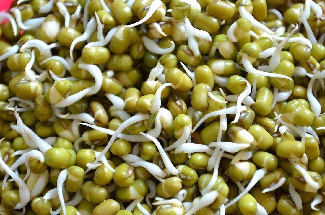 Mung bean sprouts, close-up