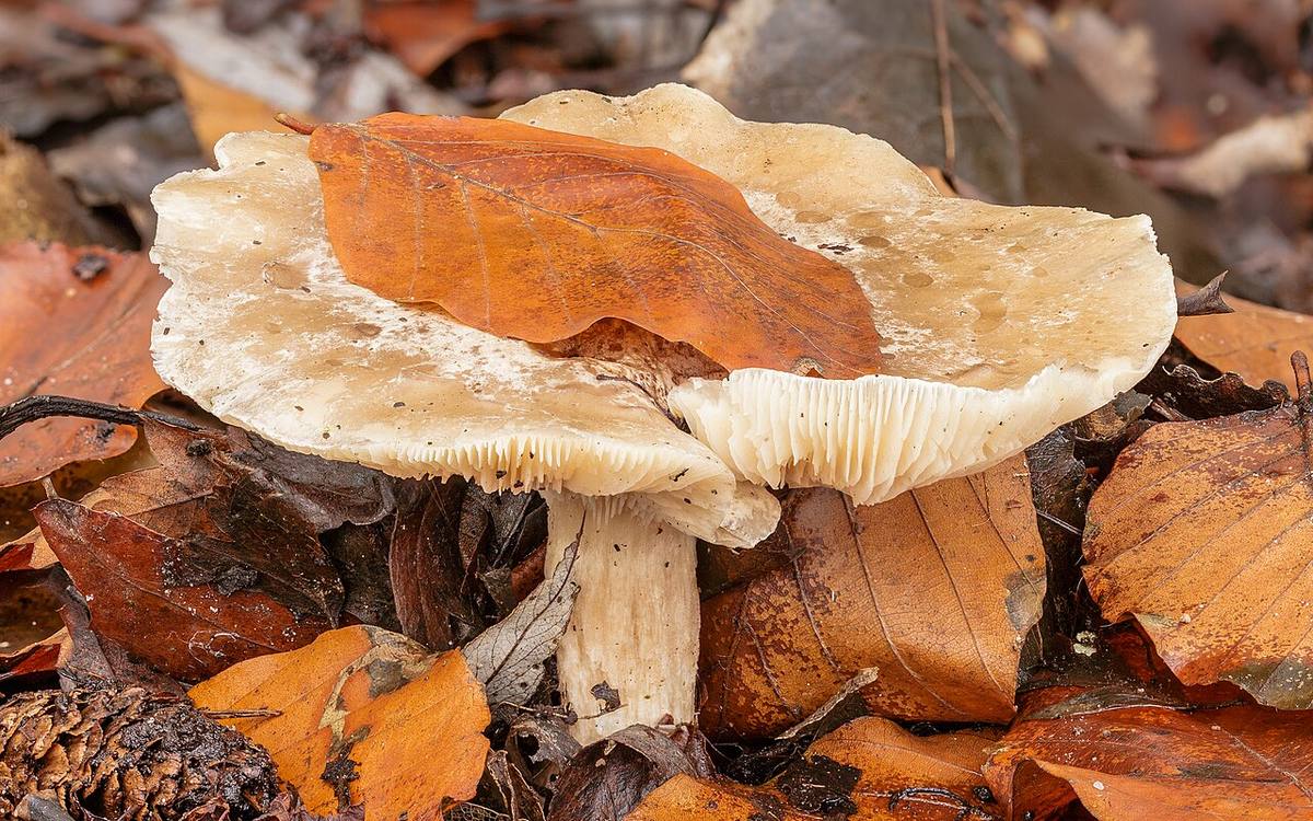 Bamberg Hain Pilze Unidentified Pholiota stack (Beech Mushrooms)