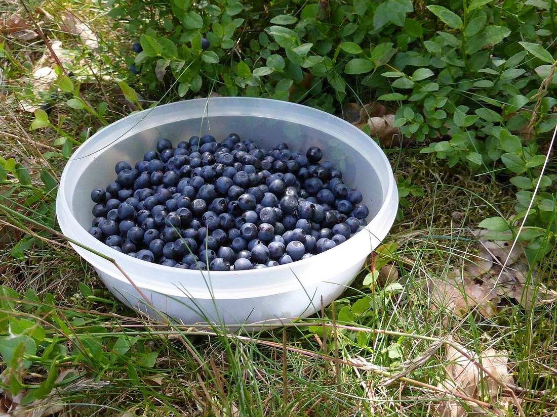 Picking blueberries b (Bilberries)