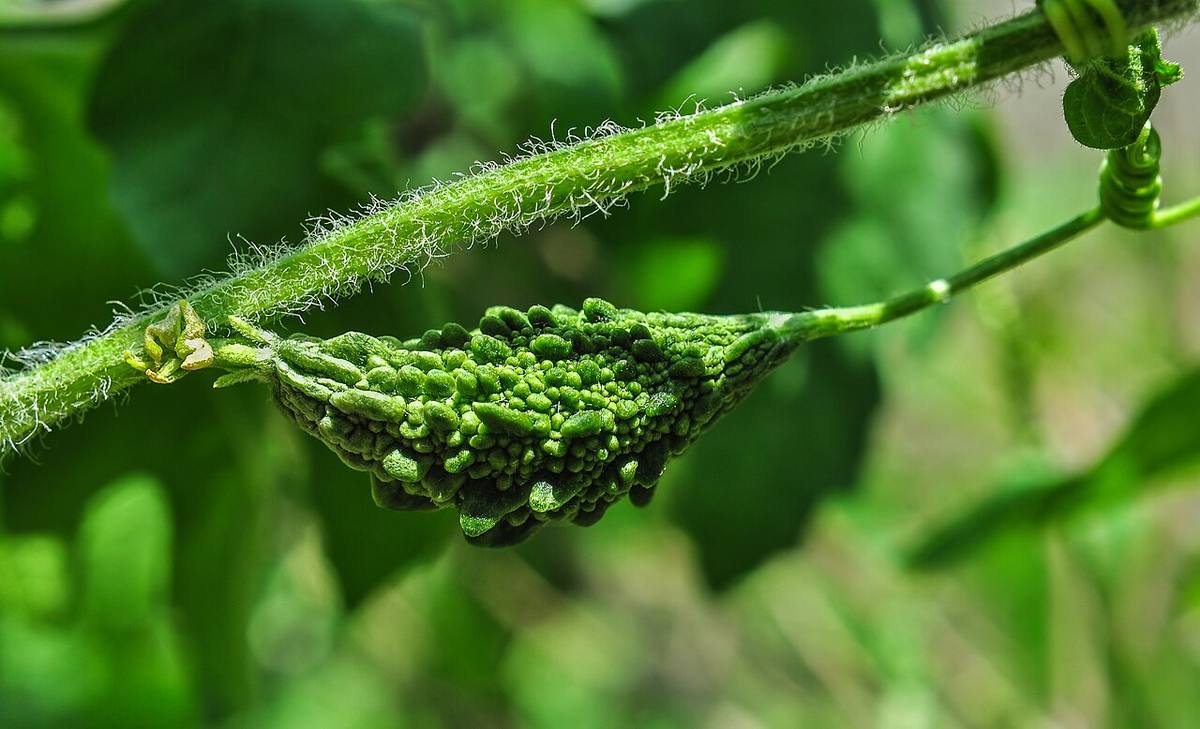 Momordica charantia 22042014 (Bitter Melon)