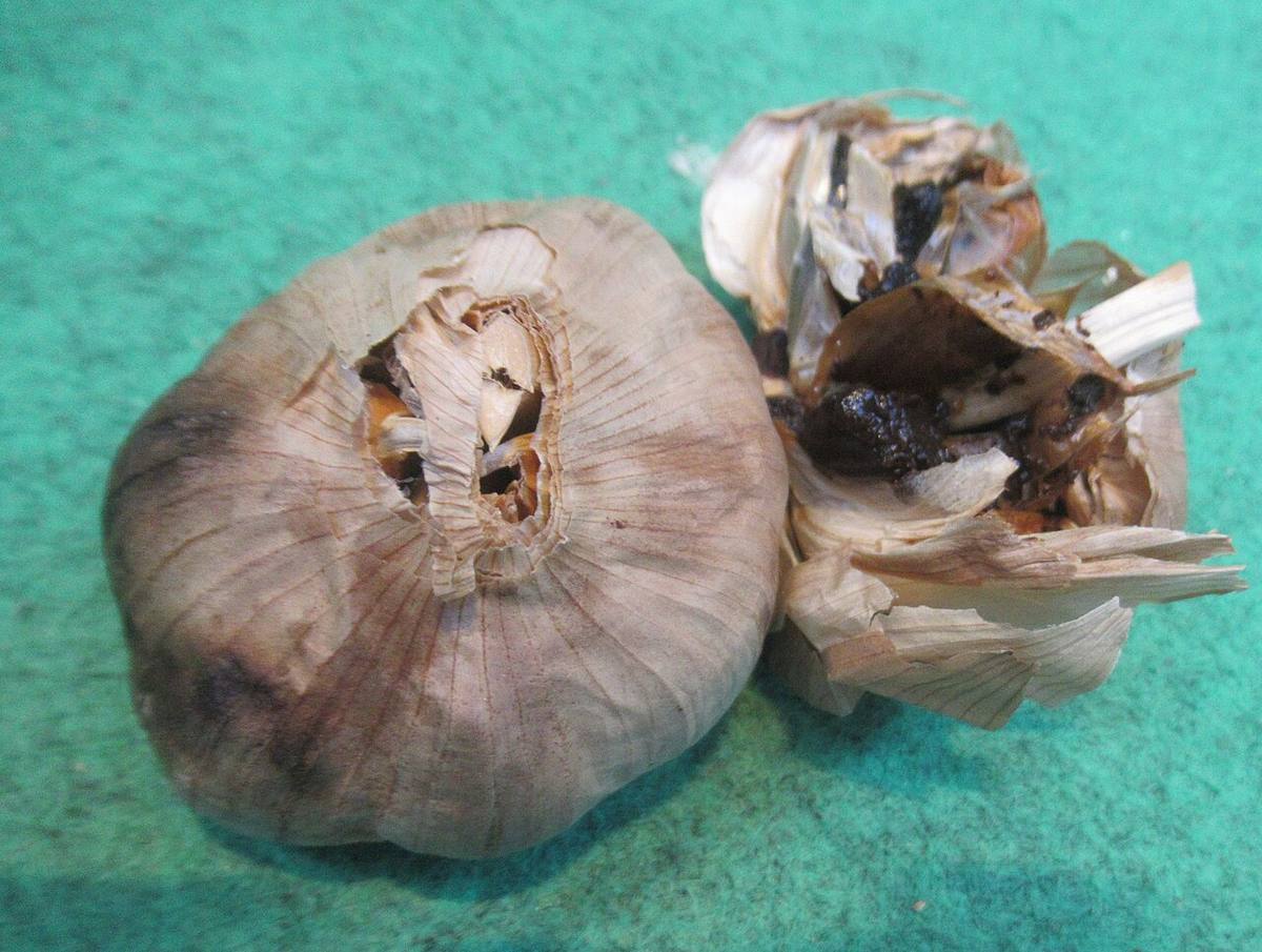 Allium nigrum GotBot 2015 001 (Black Garlic)