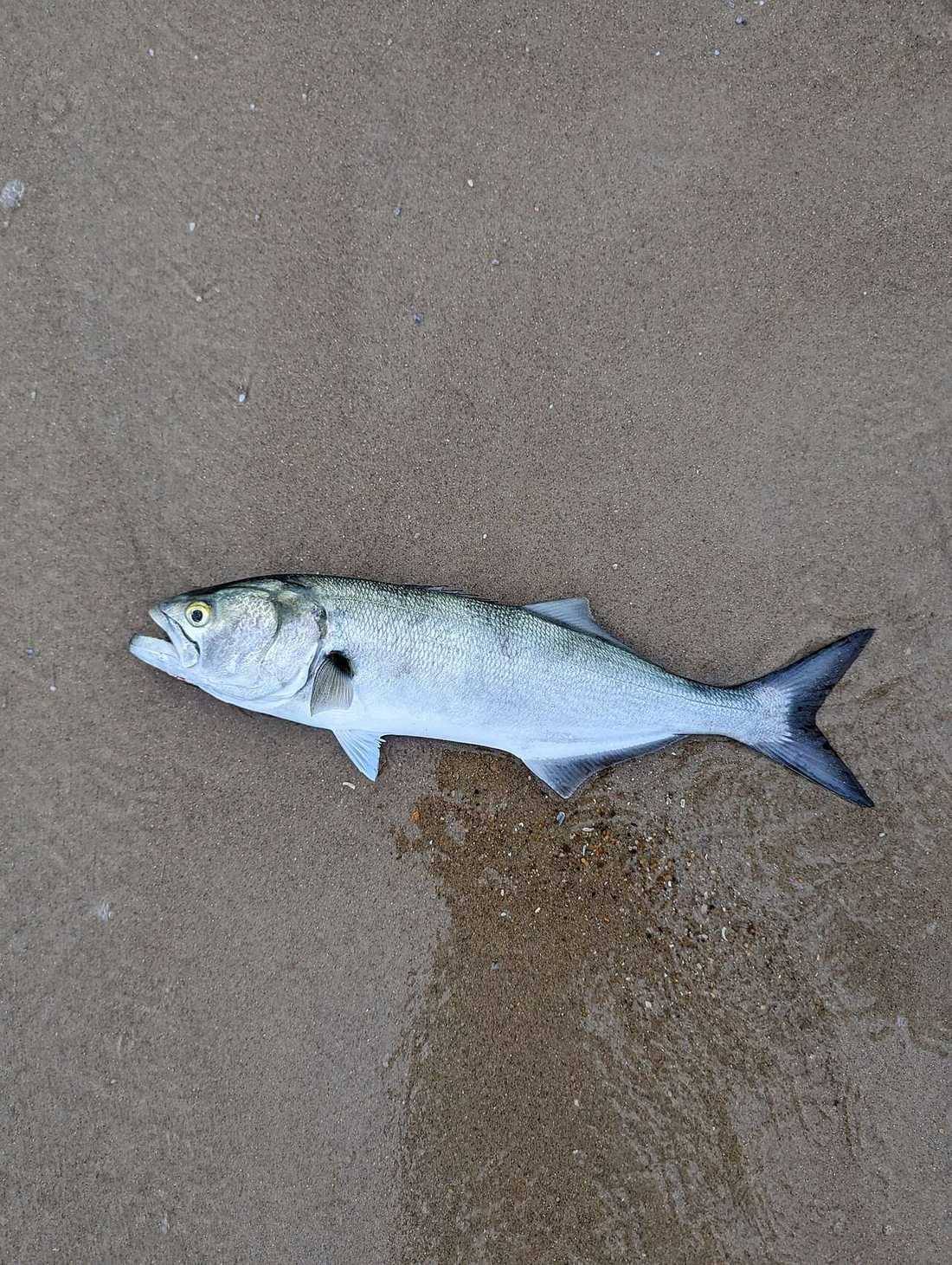 Pomatomus saltatrix 287704526 (Bluefish)