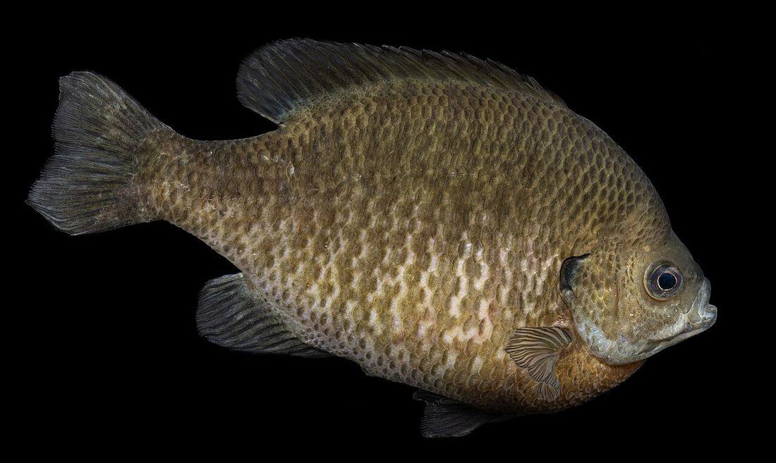 Bluegill (Lepomis macrochirus)