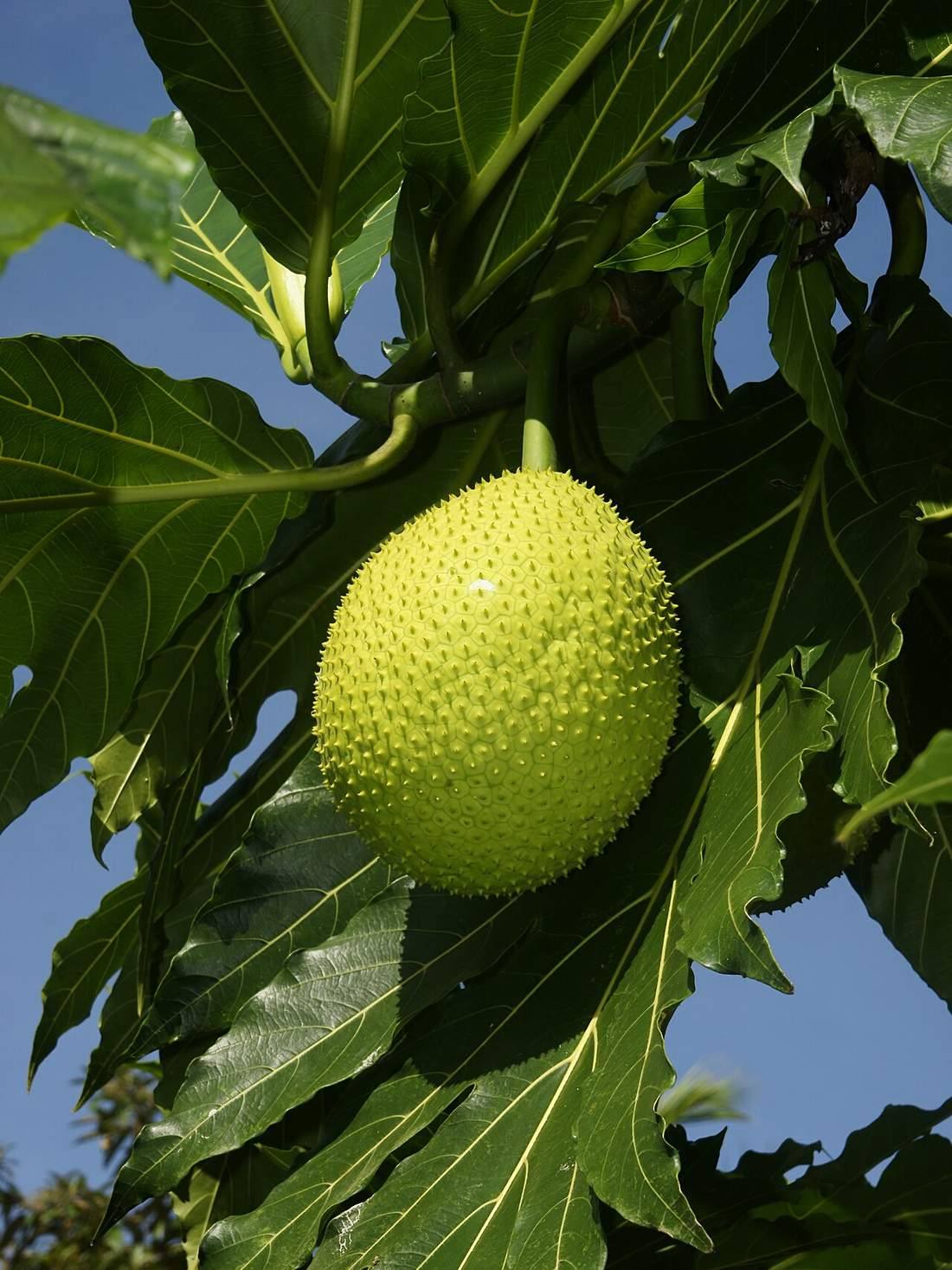 Artocarpus altilis (fruit) (Breadfruit)