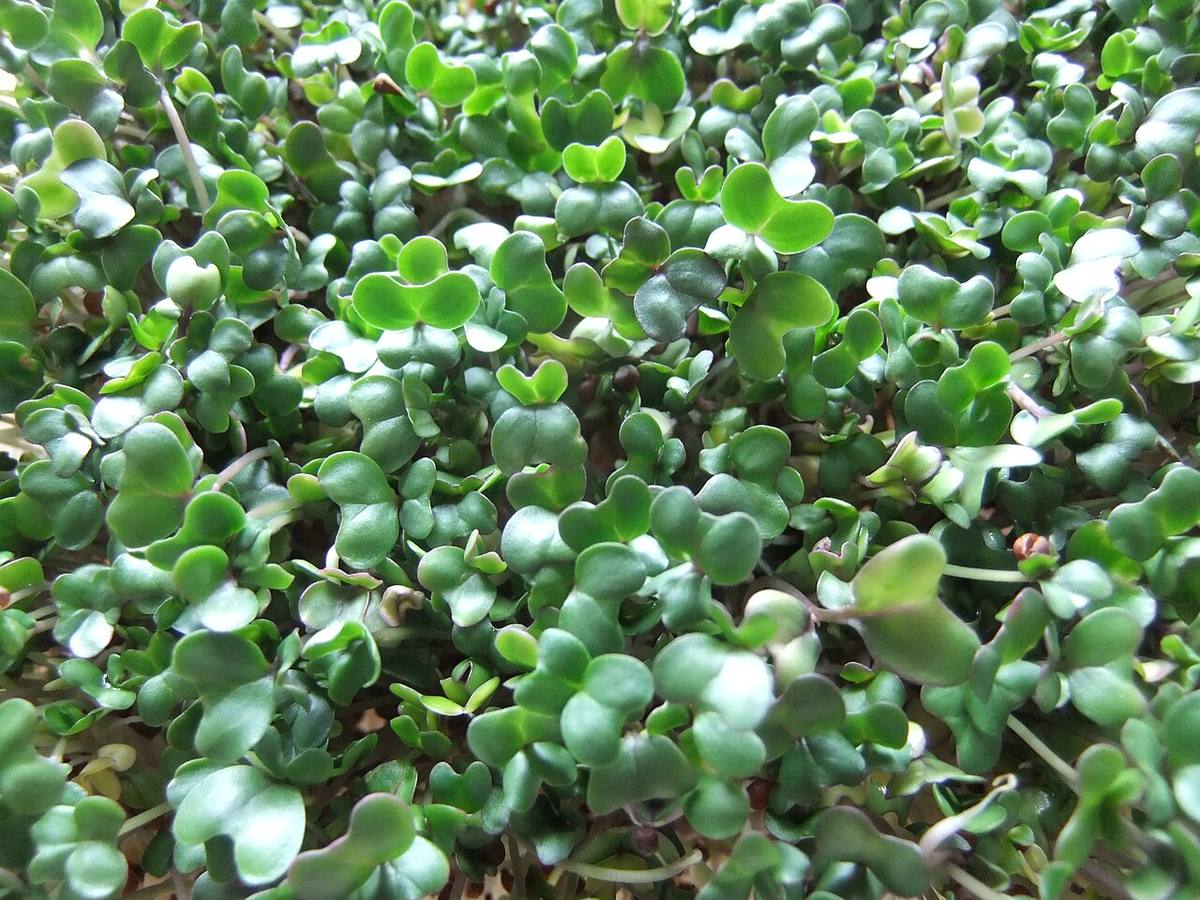 Harvesting purple sprouting broccoli - geograph.org.uk - 6608084 (Broccoli Sprouts)