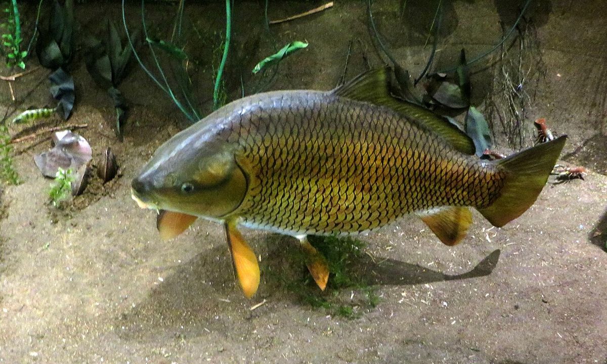 Buffalo Fish — representative photograph from Wikimedia Commons