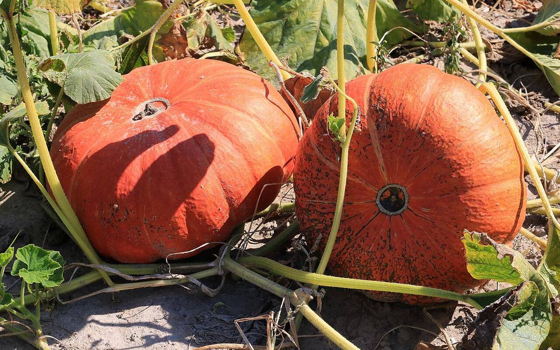 Cucurbita 2018 G1 (Buttercup Squash)