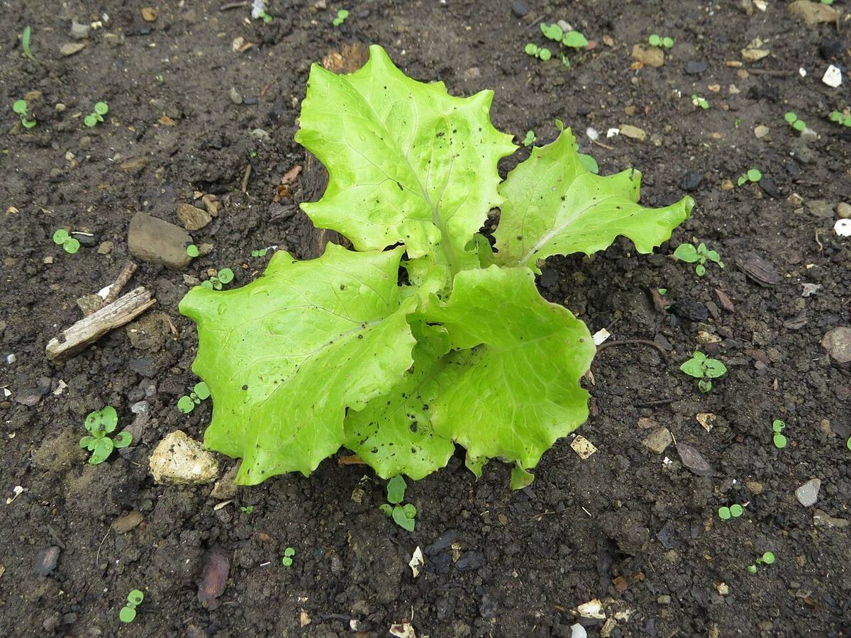 Australe lettuce (Butterhead Lettuce)