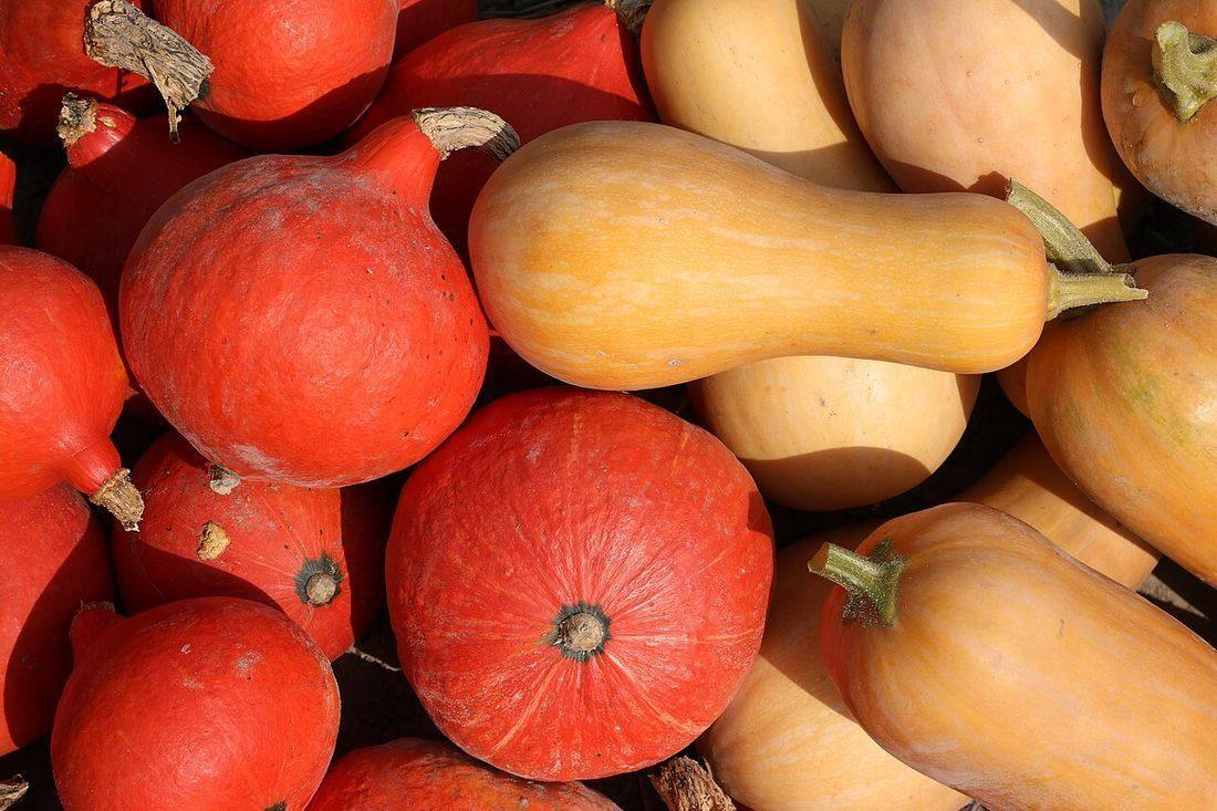 Cucurbita 2018 G2 (Butternut Squash)