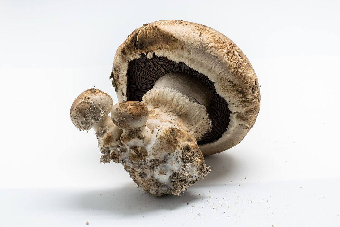 Button Mushrooms — photograph from Wikimedia Commons