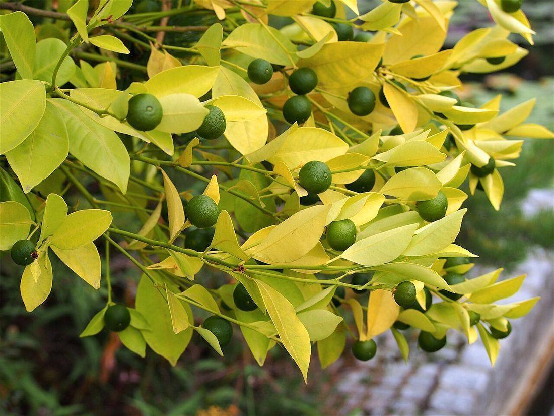Citrus x microcarpa Kalamondin 2018-09-02 01 (Calamansi)