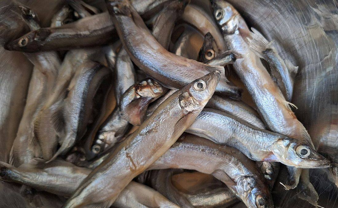 Capelin — photograph from Wikimedia Commons