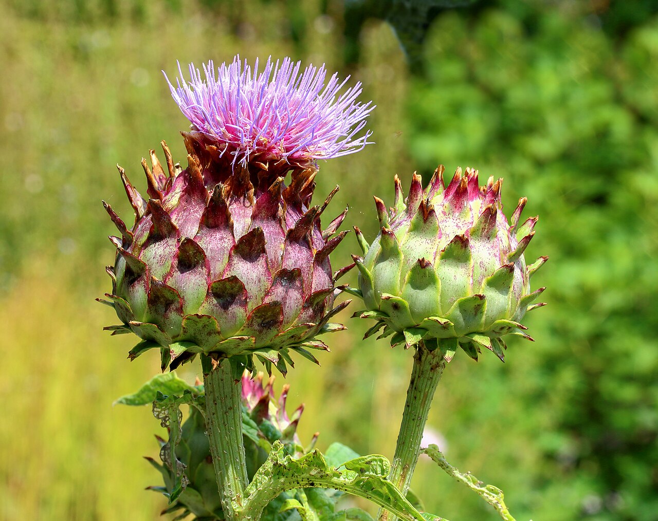 Cardoons — representative photograph from Wikimedia Commons