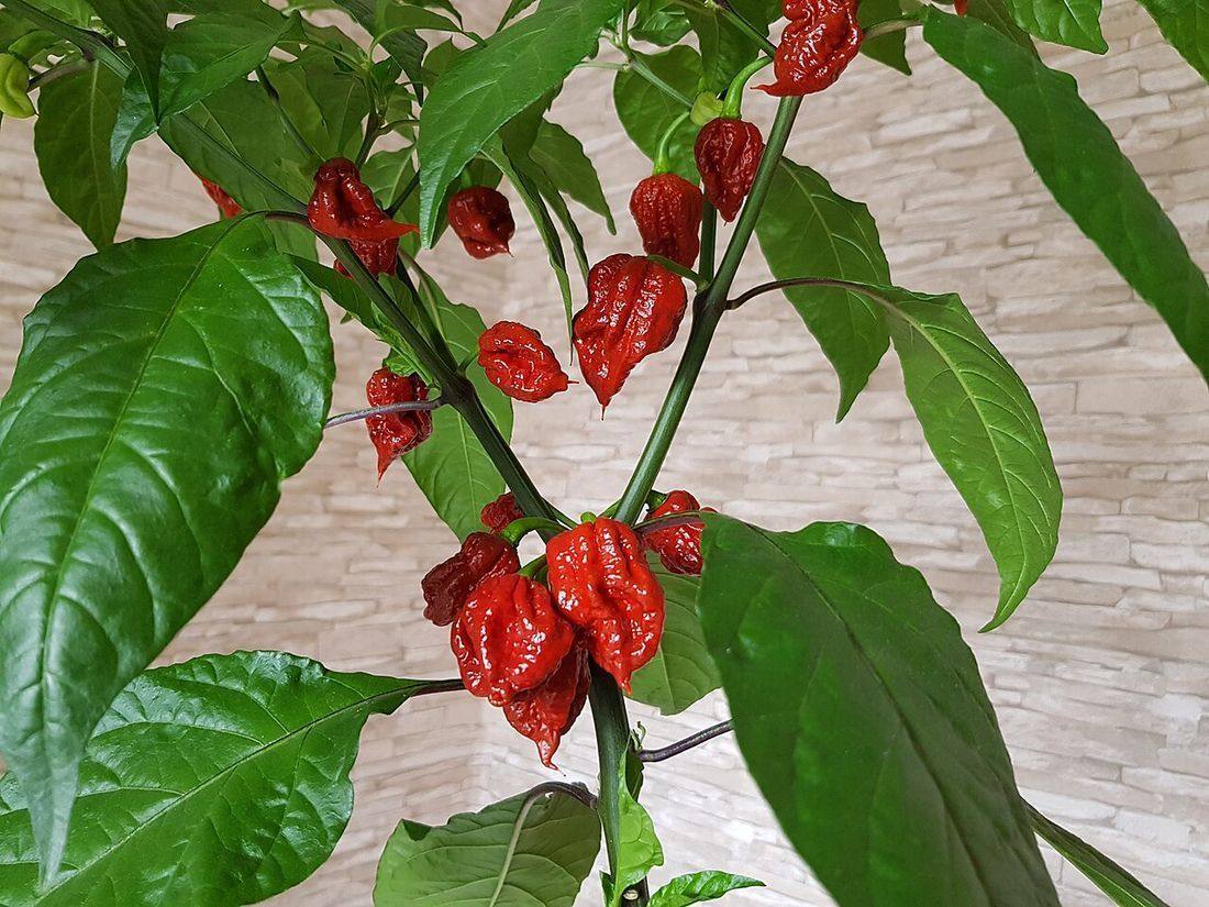 Carolina Reaper Pflanze (Carolina Reapers)