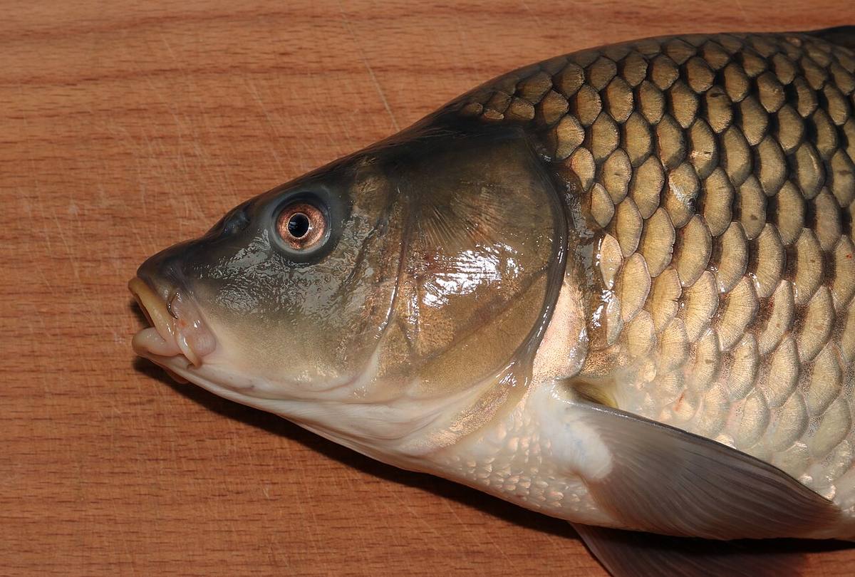 Cyprinus carpio Illustration