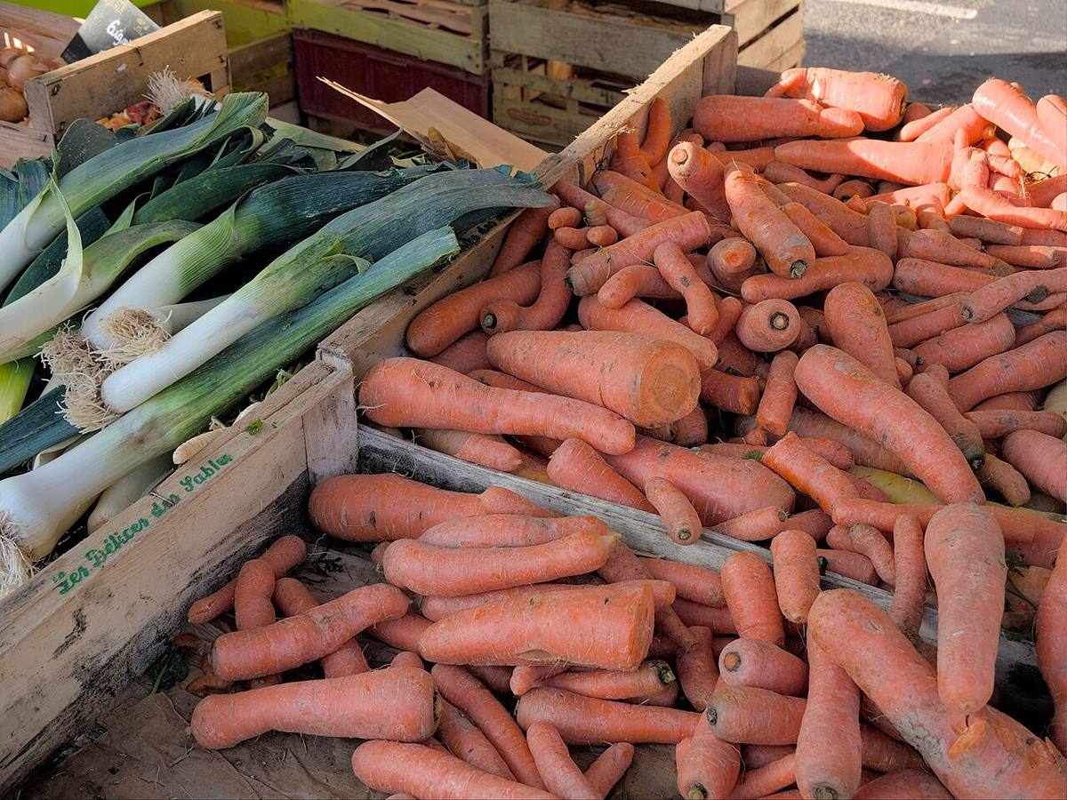 Fresh carrots with tops