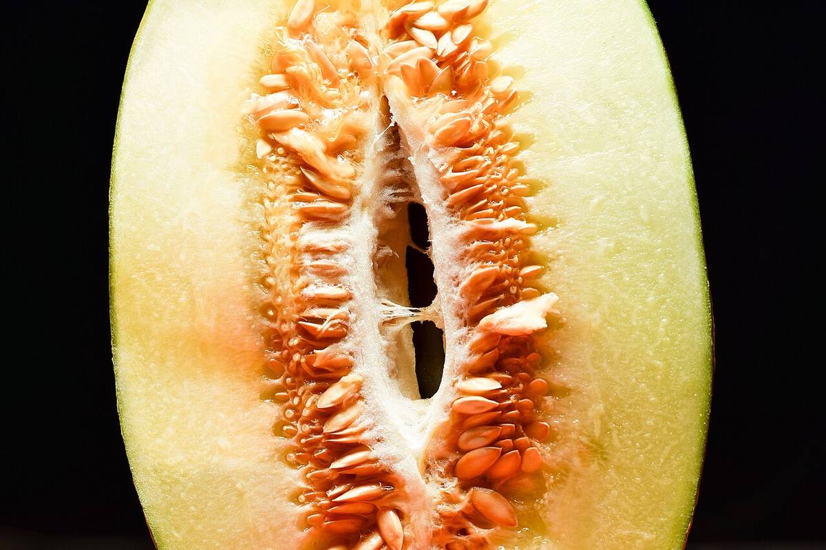 Fresh casaba melon