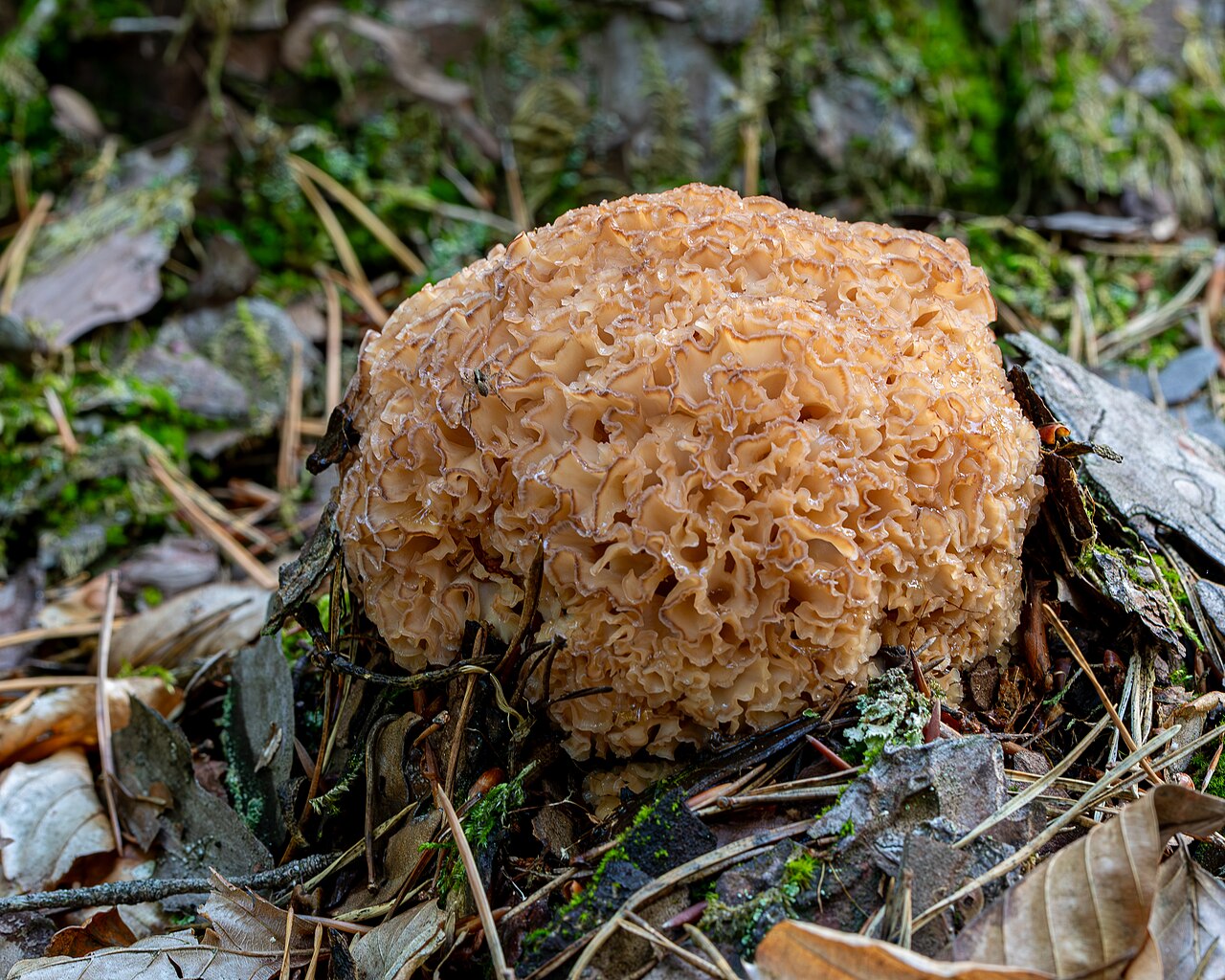 D500-0564 Achim Lammerts Krause Glucke (Sparassis crispa) (Cauliflower Mushroom)