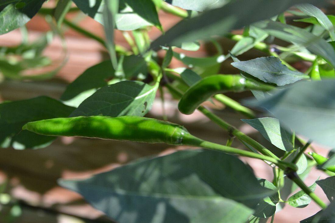 Cayenne Peppers — photograph from Wikimedia Commons