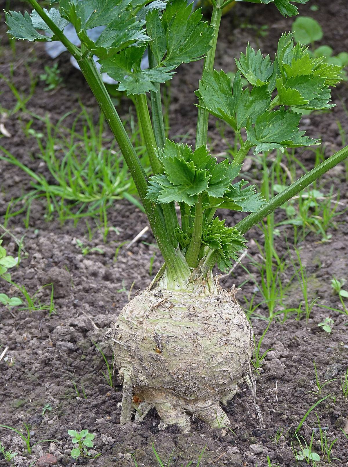Celeriac J1 (Celeriac)