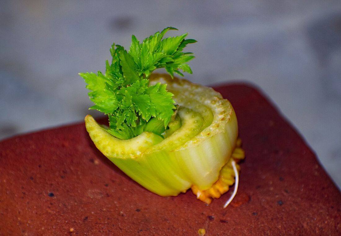 Celery Germinando