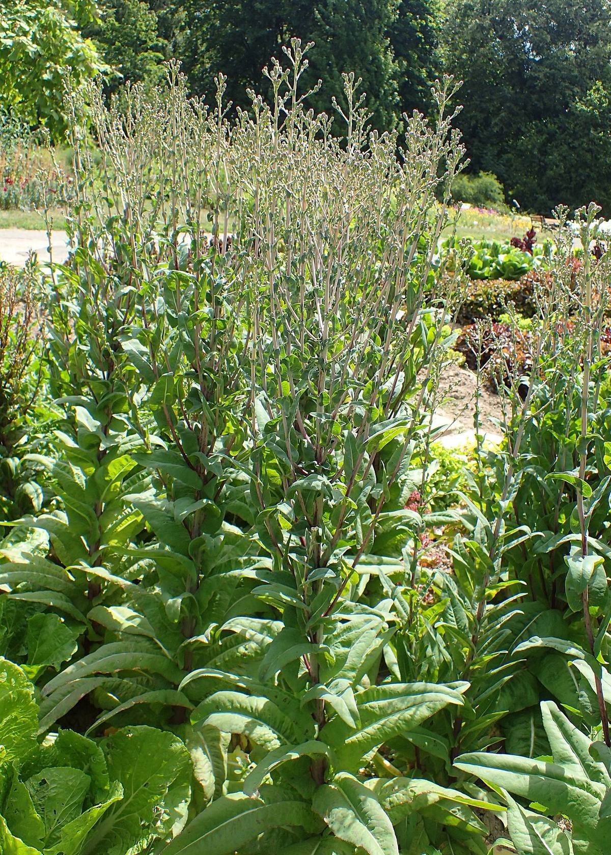 Lactuca sativa var. angustana 'Karola' kz01 (Celtuce)