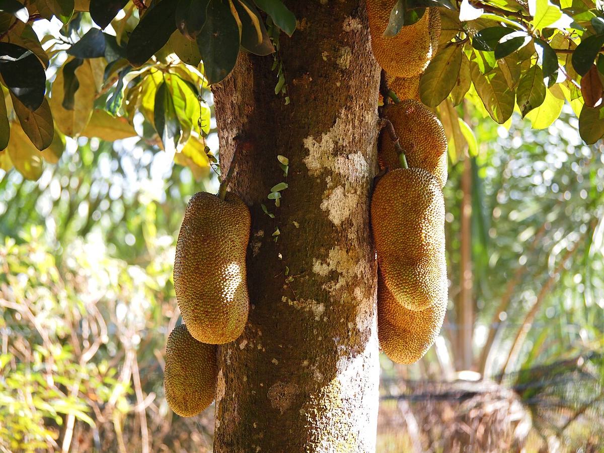 Fresh cempedak